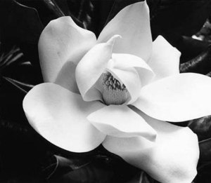brodnax_magnolia1